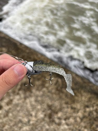 シタビラメの釣果