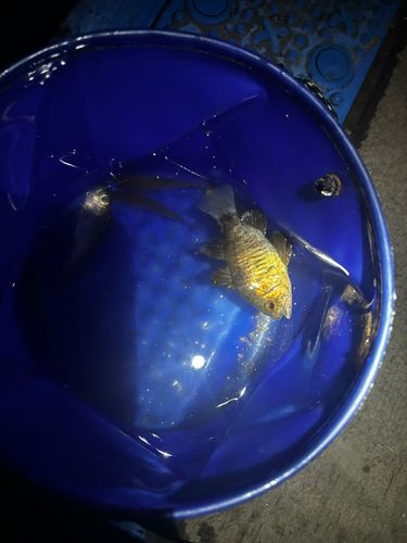 釣果