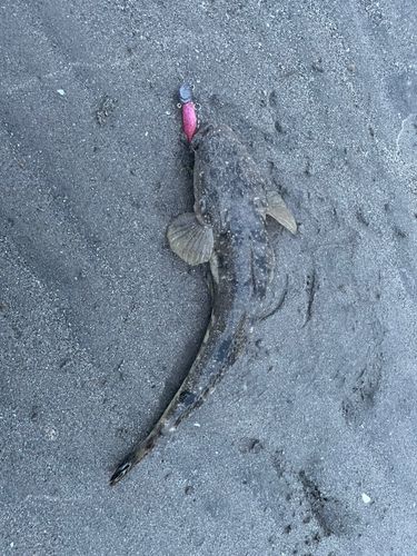 マゴチの釣果