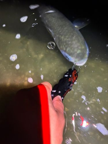 ボラの釣果