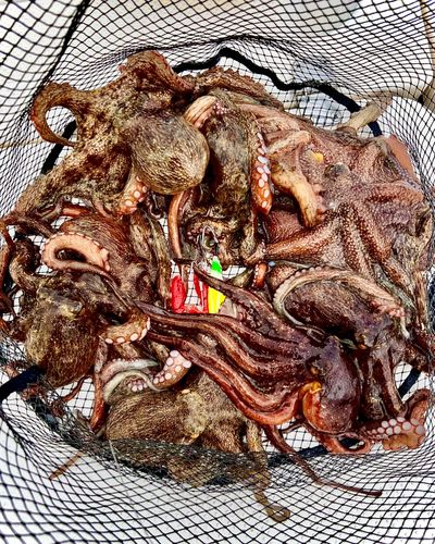 マダコの釣果