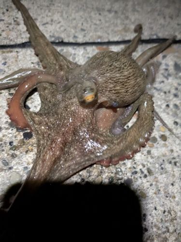 タコの釣果