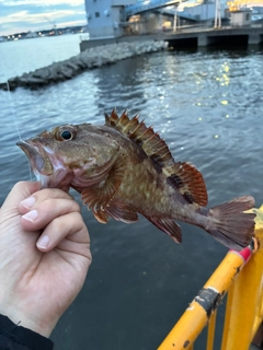 カサゴの釣果