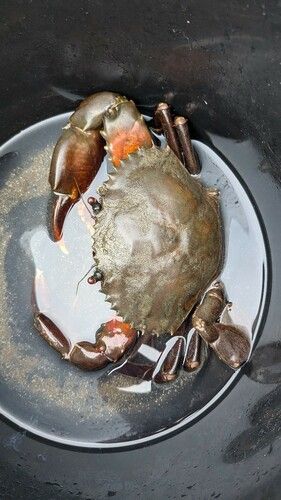 カニの釣果
