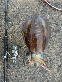 アオリイカの釣果