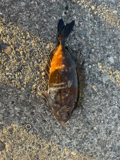 アイゴの釣果