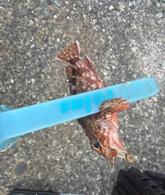 カサゴの釣果