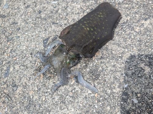 アオリイカの釣果