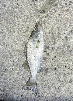 セイゴ（ヒラスズキ）の釣果
