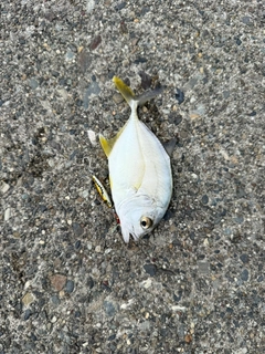メッキの釣果