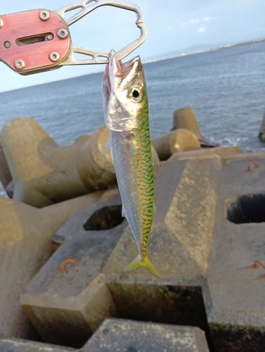 サバの釣果