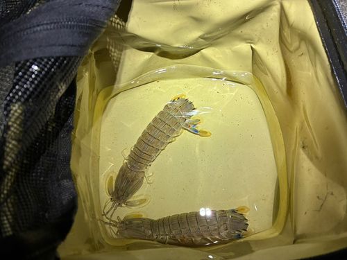 シャコの釣果