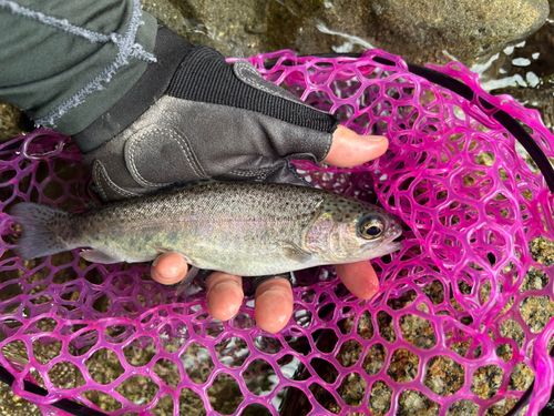 ニジマスの釣果