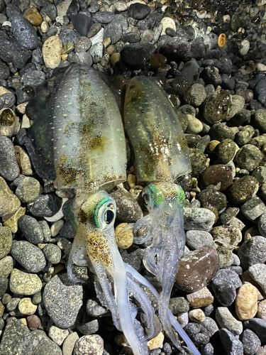 アオリイカの釣果
