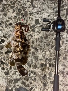 ベッコウゾイの釣果