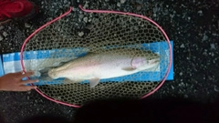 ニジマスの釣果