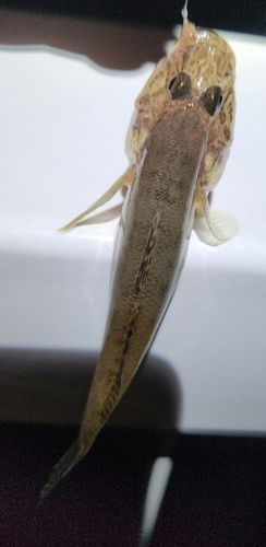 マハゼの釣果