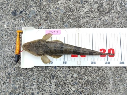 マゴチの釣果
