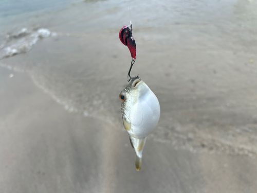 クサフグの釣果