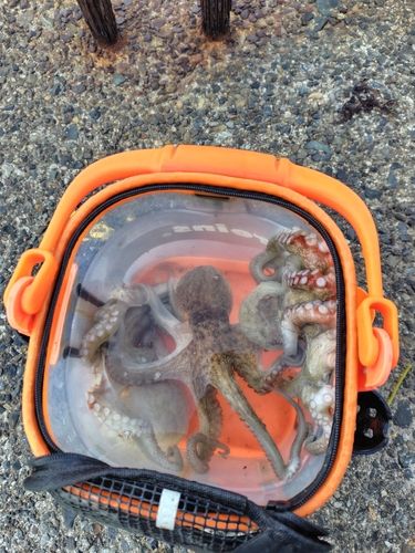 マダコの釣果