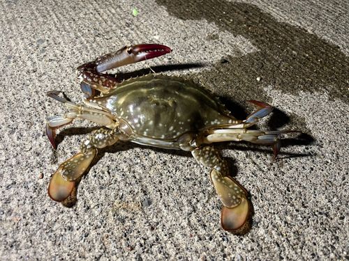 ワタリガニの釣果