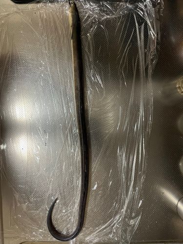 ウミヘビの釣果