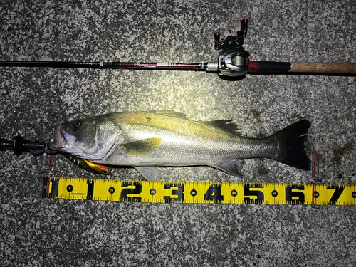 シーバスの釣果