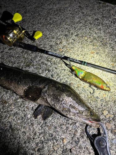カムルチーの釣果