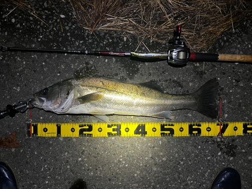 シーバスの釣果