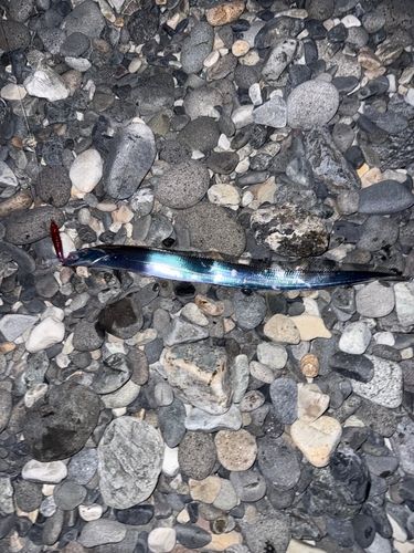 タチウオの釣果