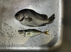 コショウダイの釣果