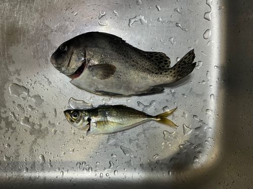 コショウダイの釣果