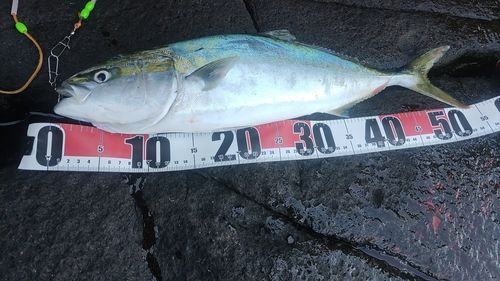 イナダの釣果