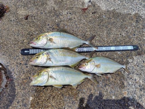 ショゴの釣果