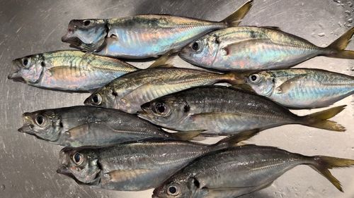 アジの釣果