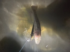 マハゼの釣果