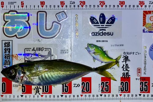マアジの釣果