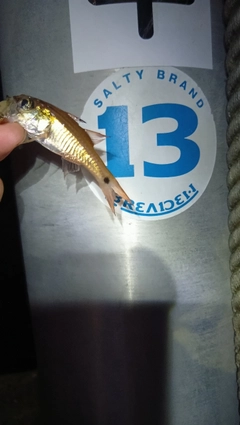 ネンブツダイの釣果