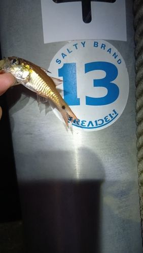 ネンブツダイの釣果