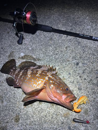 キジハタの釣果