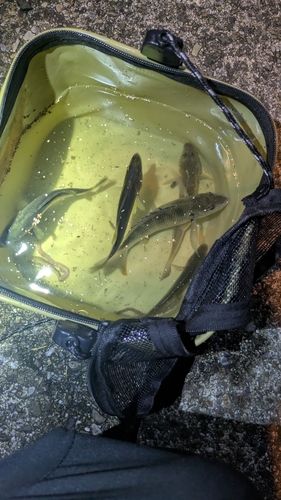 セイゴ（タイリクスズキ）の釣果