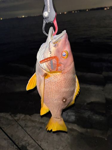 フエダイの釣果