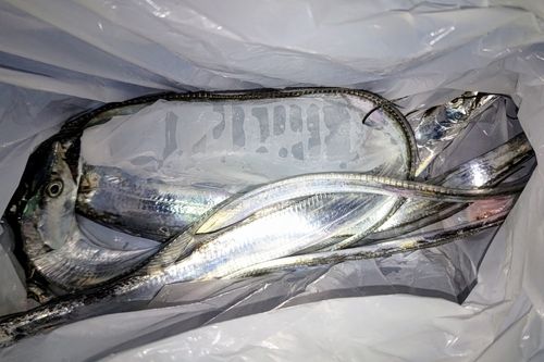 タチウオの釣果