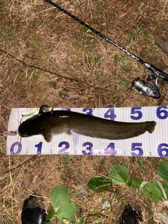 ナマズの釣果