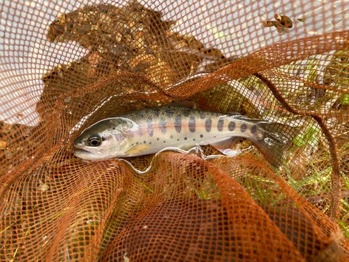 トラウトの釣果 - アングラーズ | 釣果600万件の魚釣り情報サイト