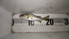 セイゴ（マルスズキ）の釣果