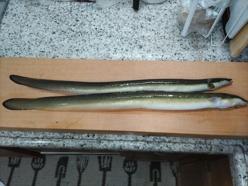 ウナギの釣果
