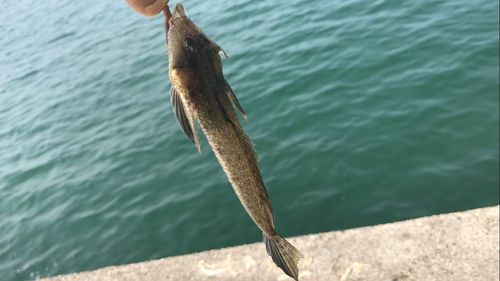 メゴチの釣果