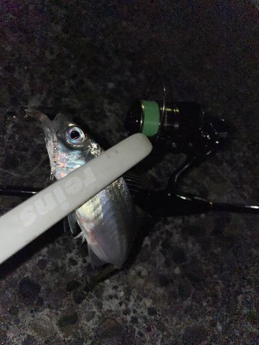 マアジの釣果