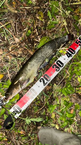 ナマズの釣果